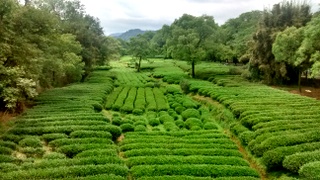 čajová zahrada ve Wuyi